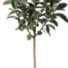 Rubberboom (Ficus Elastica 'Abidjan') D 30 H 140 Cm -Groene Tuin Winkel 8720196966042 0