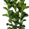 Vioolbladplant (Ficus Lyrata 'Bambino') D 27 H 100 Cm -Groene Tuin Winkel 8720196966288 0
