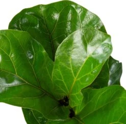 Vioolbladplant (Ficus Lyrata 'Bambino') D 27 H 100 Cm -Groene Tuin Winkel 8720196966288 2