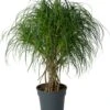 Schroefpalm (Pandanus Stellatus) D 30 H 115 Cm -Groene Tuin Winkel 8720196966448 0