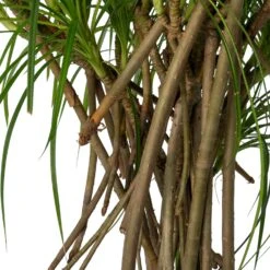 Schroefpalm (Pandanus Stellatus) D 30 H 115 Cm -Groene Tuin Winkel 8720196966448 2