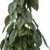 Philodendron (Philodendron Brandtianum) D 16 H 60 Cm 2 Philodendron (Philodendron Brandtianum) D 16 H 60 Cm -Groene Tuin Winkel 8720196966622 0