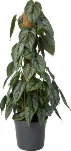 Philodendron (Philodendron Brandtianum) D 16 H 60 Cm