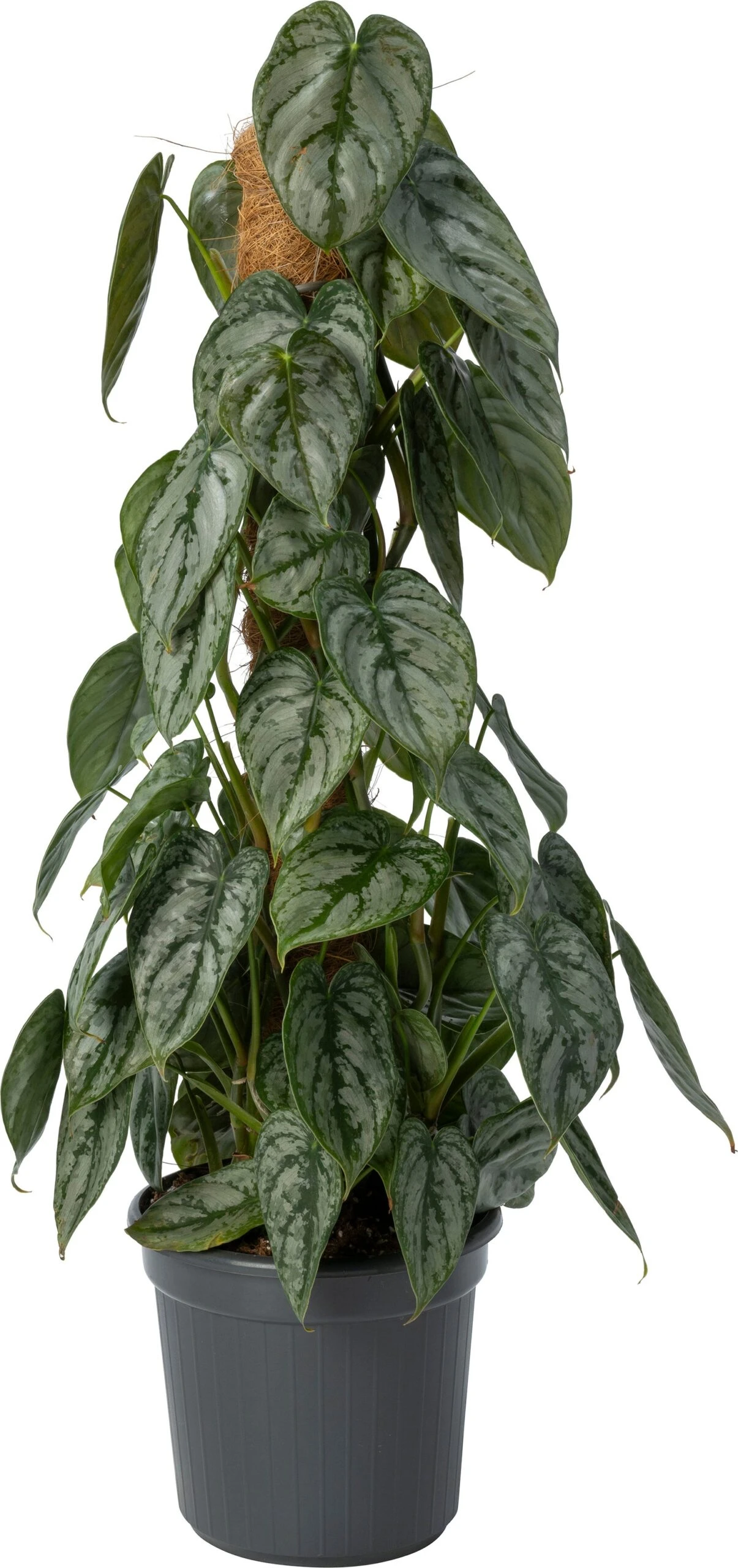 Philodendron (Philodendron Brandtianum) D 16 H 60 Cm 3 Philodendron (Philodendron Brandtianum) D 16 H 60 Cm
