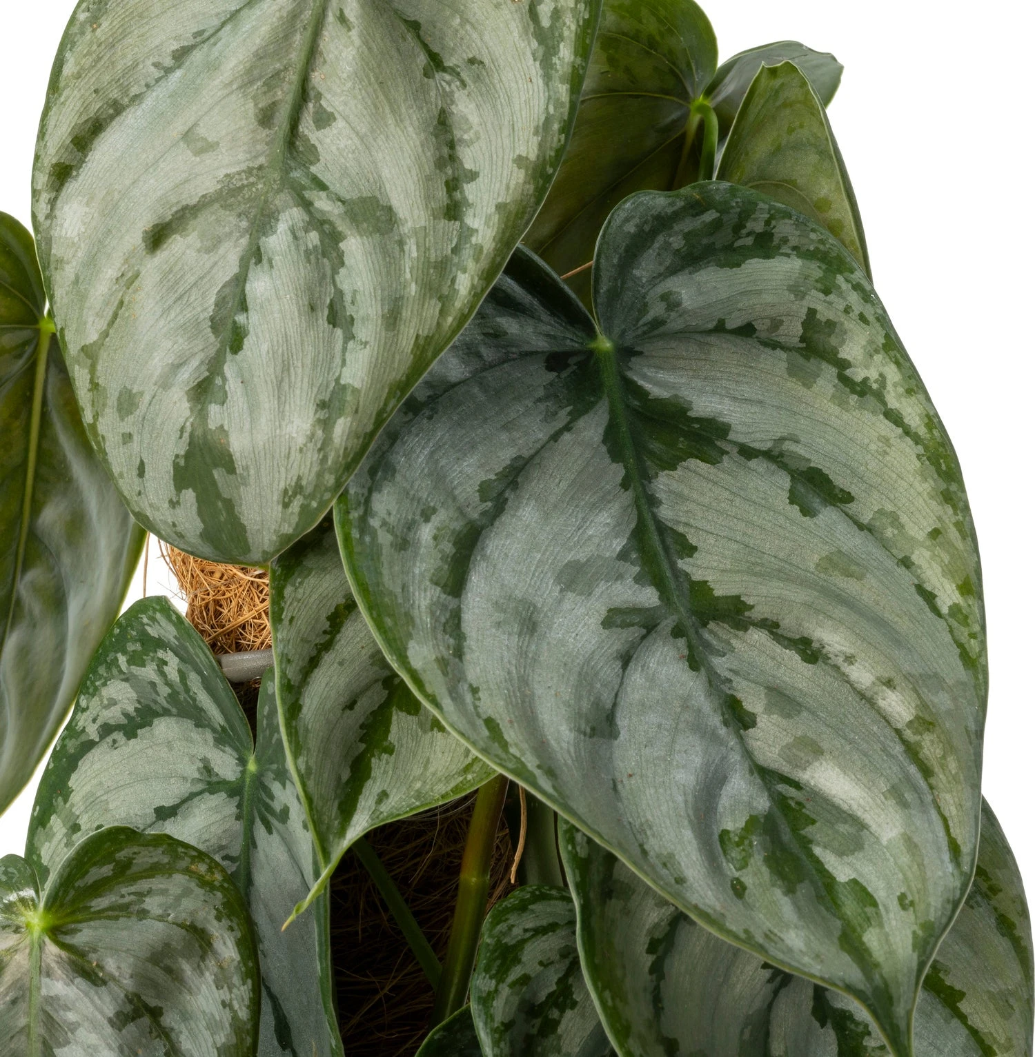 Philodendron (Philodendron Brandtianum) D 16 H 60 Cm 4 Philodendron (Philodendron Brandtianum) D 16 H 60 Cm - Afbeelding 2