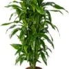 Drakenbloedboom (Dracaena Fragrans 'Art') D 24 H 110 Cm -Groene Tuin Winkel 8720196966684 0