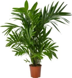 Goudpalm (Dypsis Lutescens) D 30 H 180 Cm