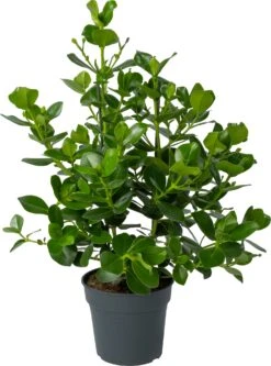 Clusia (Clusia Rosea 'Princess') D 30 H 100 Cm