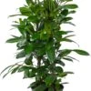 Groene Vijg (Ficus Cyathistipula) D 30 H 115 Cm -Groene Tuin Winkel 8720196966929 0