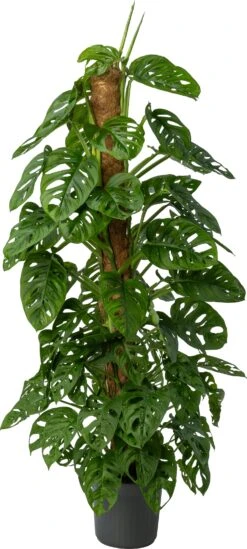 Gatenplant (Monstera Obliqua 'Monkey Mask') D 20 H 140 Cm