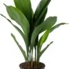 Kwartjesplant (Aspidistra Elatior) D 21 H 90 Cm 1 Kwartjesplant (Aspidistra Elatior) D 21 H 90 Cm -Groene Tuin Winkel 8720196967216 0