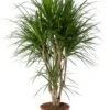 Drakenbloedboom (Dracaena Marginata) D 27 H 120 Cm -Groene Tuin Winkel 8720196967322 0
