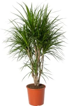 Drakenbloedboom (Dracaena Marginata) D 27 H 120 Cm