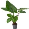 Alocasia (Alocasia 'Imperial Red') D 24 H 110 Cm