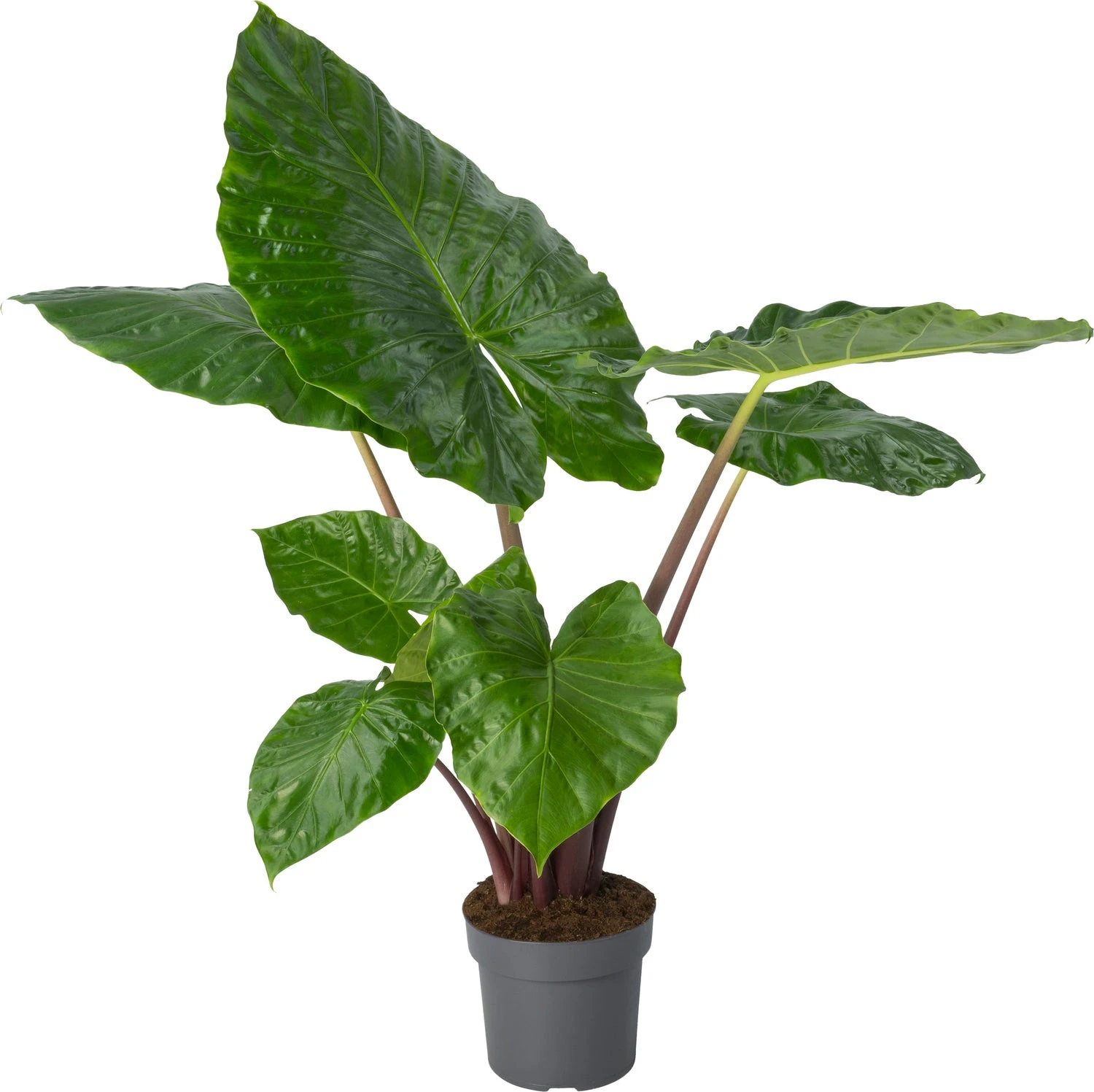 Alocasia (Alocasia 'Imperial Red') D 24 H 110 Cm 3 Alocasia (Alocasia 'Imperial Red') D 24 H 110 Cm