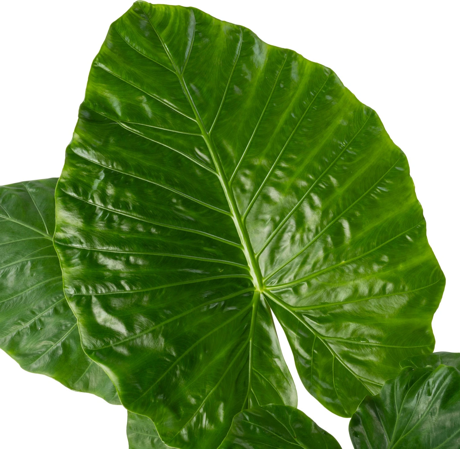 Alocasia (Alocasia 'Imperial Red') D 24 H 110 Cm 4 Alocasia (Alocasia 'Imperial Red') D 24 H 110 Cm - Afbeelding 2