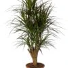 Drakenbloedboom (Dracaena Marginata 'Magenta') D 27 H 120 Cm -Groene Tuin Winkel 8720196967469 0