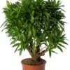 Drakenbloedboom (Dracaena Reflexa 'Song Of Jamaica') D 27 H 90 Cm -Groene Tuin Winkel 8720196967483 0