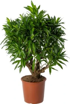 Drakenbloedboom (Dracaena Reflexa 'Song Of Jamaica') D 27 H 90 Cm