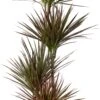 Drakenbloedboom (Dracaena Marginata 'Colorama') D 24 H 150 Cm -Groene Tuin Winkel 8720196968442 0