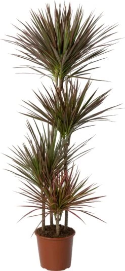 Drakenbloedboom (Dracaena Marginata 'Colorama') D 24 H 150 Cm