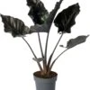 Alocasia (Alocasia Chienlii 'Antoro Velvet') D 24 H 90 Cm -Groene Tuin Winkel 8720196981984 0