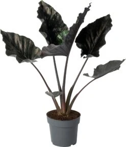 Alocasia (Alocasia Chienlii 'Antoro Velvet') D 24 H 90 Cm