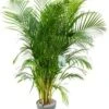 Goudpalm (Dypsis Lutescens) D 27 H 150 Cm -Groene Tuin Winkel 8720256488040