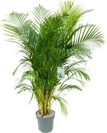 Goudpalm (Dypsis Lutescens) D 27 H 150 Cm
