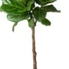 Vioolbladplant Op Stam (Ficus Lyrata) D 27 H 140 Cm -Groene Tuin Winkel 8720256488064