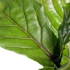 Vioolbladplant Op Stam (Ficus Lyrata) D 27 H 140 Cm -Groene Tuin Winkel 8720256488064 2