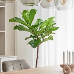 Vioolbladplant Op Stam (Ficus Lyrata) D 27 H 140 Cm -Groene Tuin Winkel 8720256488064 9
