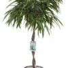 Rubberboom (Ficus Binnendijkii 'Alii') D 27 H 120 Cm -Groene Tuin Winkel 8720256488071 0