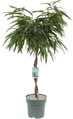 Rubberboom (Ficus Binnendijkii 'Alii') D 27 H 120 Cm