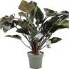 Philodendron (Philodendron 'Red Beauty') D 27 H 100 Cm -Groene Tuin Winkel 8720256488095 0