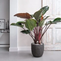 Philodendron (Philodendron 'Red Beauty') D 27 H 100 Cm -Groene Tuin Winkel 8720256488095 12