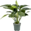 Philodendron (Philodendron 'Green Beauty') D 27 H 90 Cm -Groene Tuin Winkel 8720256488101 0