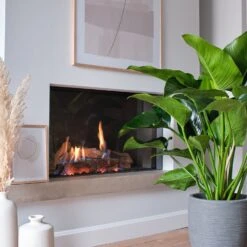 Philodendron (Philodendron 'Green Beauty') D 27 H 90 Cm -Groene Tuin Winkel 8720256488101 14