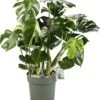 Gatenplant (Monstera Deliciosa) D 30 H 100 Cm 2 Gatenplant (Monstera Deliciosa) D 30 H 100 Cm -Groene Tuin Winkel 8720256488125 0