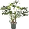 Philodendron (Philodendron 'Xantal') D 30 H 120 Cm 2 Philodendron (Philodendron 'Xantal') D 30 H 120 Cm -Groene Tuin Winkel 8720256488132 0