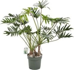 Philodendron (Philodendron 'Xantal') D 30 H 120 Cm