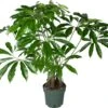 Philodendron Op Stam (Philodendron 'Fun Bun') D 30 H 130 Cm -Groene Tuin Winkel 8720256488149