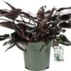 Philodendron (Philodendron 'Lisa') D 27 H 65 Cm 2 Philodendron (Philodendron 'Lisa') D 27 H 65 Cm -Groene Tuin Winkel 8720256488279 0