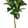 Rubberboom Op Stam (Ficus Elastica 'Makana') D 27 H 120 Cm 2 Rubberboom Op Stam (Ficus Elastica 'Makana') D 27 H 120 Cm -Groene Tuin Winkel 8720256488330