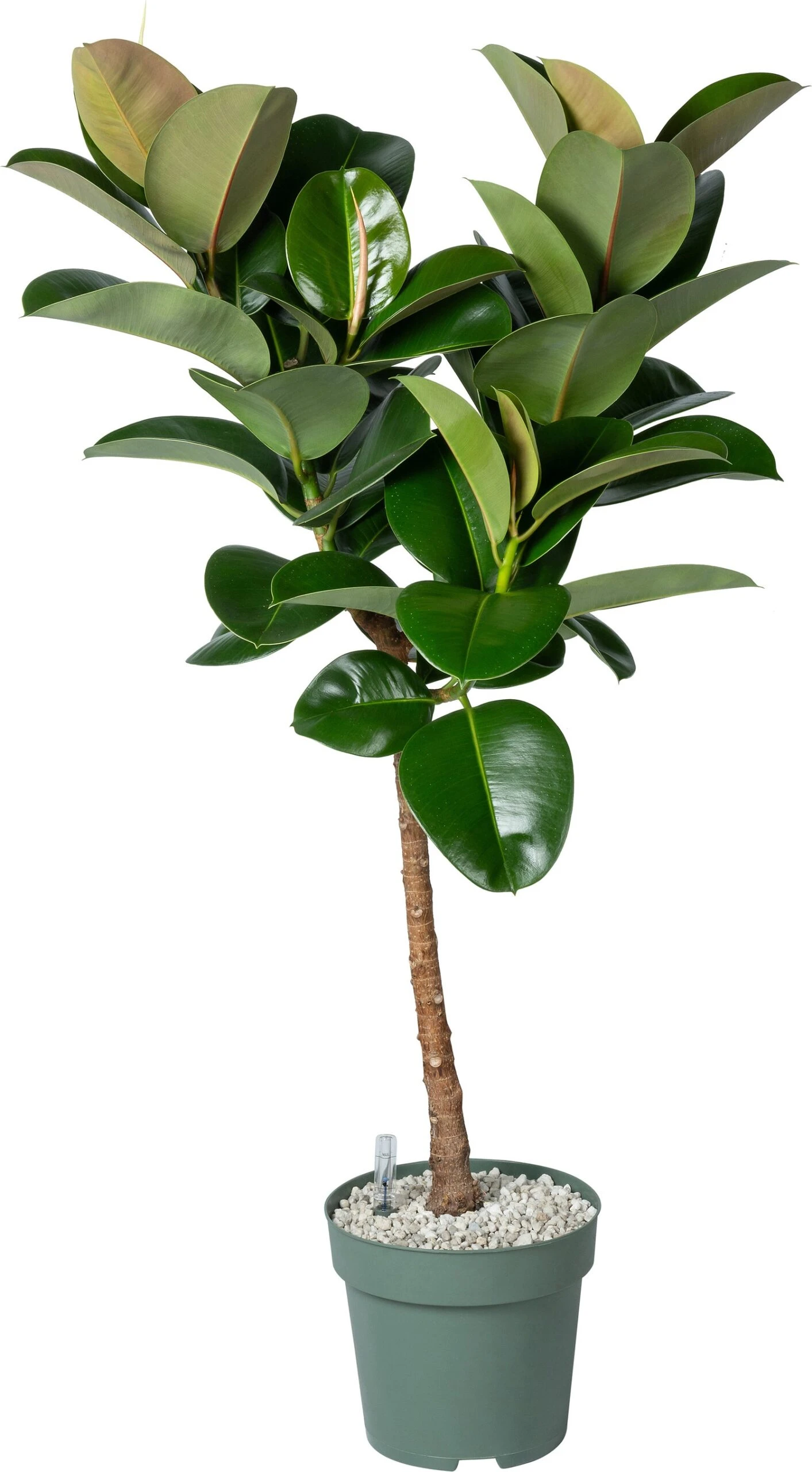 Rubberboom Op Stam (Ficus Elastica 'Makana') D 27 H 120 Cm 3 Rubberboom Op Stam (Ficus Elastica 'Makana') D 27 H 120 Cm