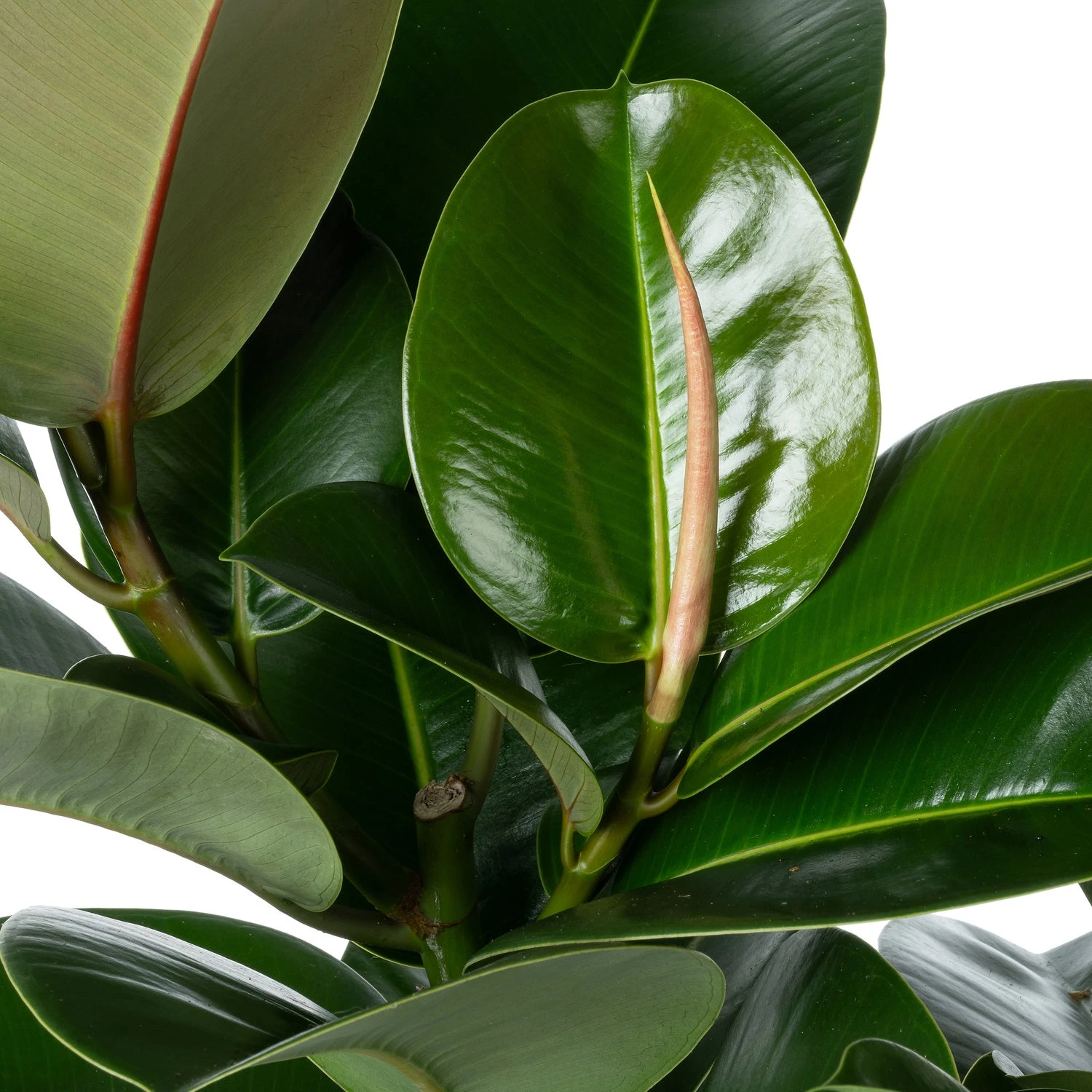 Rubberboom Op Stam (Ficus Elastica 'Makana') D 27 H 120 Cm 4 Rubberboom Op Stam (Ficus Elastica 'Makana') D 27 H 120 Cm - Afbeelding 2