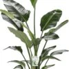 Paradijsvogelplant (Strelitzia Nicolai) D 27 H 150 Cm