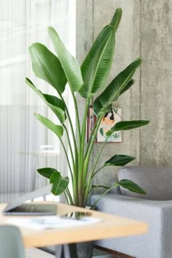Paradijsvogelplant (Strelitzia Nicolai) D 27 H 150 Cm -Groene Tuin Winkel 8720256488453 26