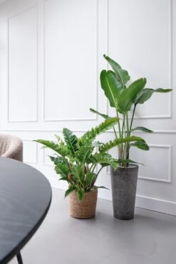 Paradijsvogelplant (Strelitzia Nicolai) D 27 H 150 Cm -Groene Tuin Winkel 8720256488453 27