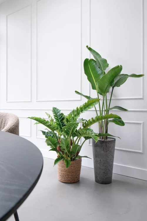 Paradijsvogelplant (Strelitzia Nicolai) D 27 H 150 Cm -Groene Tuin Winkel 8720256488453 27